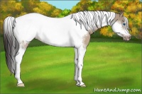Horse Color:Brown Dun Tobiano Frame Near Leopard