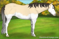 Horse Color:Buckskin Dun Splash