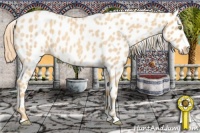 Horse Color:Gold Champagne Roan Leopard