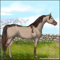 Horse Color:Liver Red Dun Appaloosa
