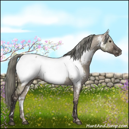 Horse Color:White Spotted Liver Red Dun Appaloosa 