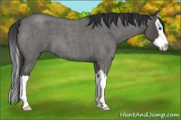 Horse Color:Blue Roan Splash 
