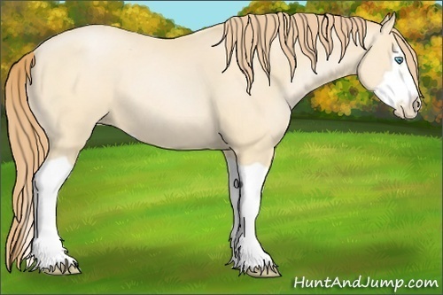 Horse Color:Buckskin Pearl Splash Frame 