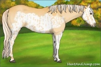 Horse Color:Palomino Splash Frame  and Palomino Splash Frame 