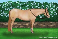 Horse Color:Bay Pearl Sabino 