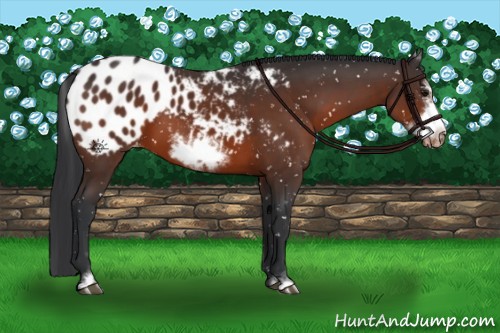 Horse Color:Bay Sabino Frame Appaloosa