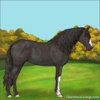 Horse Color:Smoky Black 