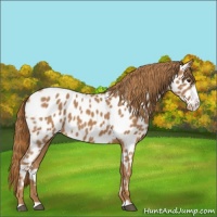 Horse Color:Chestnut Splash Appaloosa 