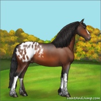 Horse Color:Bay Blanket 
