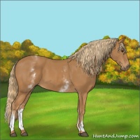 Horse Color:White Spotted Chestnut 