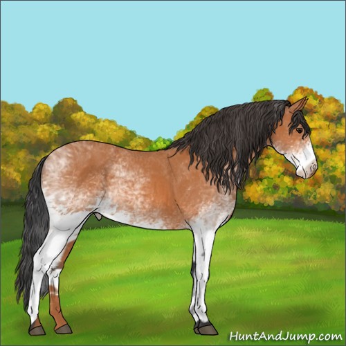 Horse Color:White Spotted Bay 