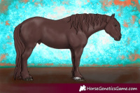 Horse Color:Chocolate Black Chinchilla  and Chocolate Black Chinchilla 