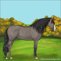 Horse Color:Grullo 