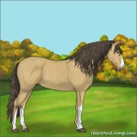 Horse Color:Buckskin 