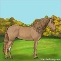 Horse Color:Chestnut Rabicano 