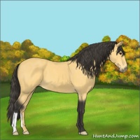 Horse Color:Buckskin 