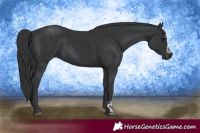Horse Color:Black  and Black 