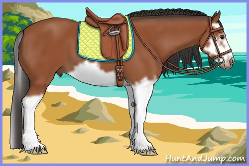 Horse Color:Bay Splash Frame