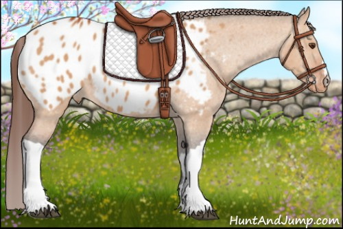 Horse Color:Bay Dun Appaloosa 