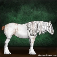 Horse Color:White Spotted Red Dun Rabicano  and White Spotted Red Dun Rabicano 