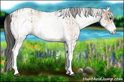 Horse Color:White Spotted Bay Dun Rabicano  and White Spotted Amber Champagne Dun Rabicano 