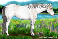 Horse Color:White Spotted Bay Dun Rabicano and White Spotted Amber Champagne Dun Rabicano