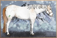Horse Color:White Spotted Red Dun Rabicano  and White Spotted Red Dun Rabicano 