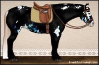 Horse Color:White Spotted Chestnut Appaloosa Rabicano 