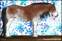 Horse Color:Gray White Spotted Bay 