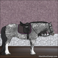 Horse Color:Black Ice