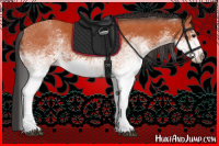 Horse Color:White Spotted Bay Rabicano 