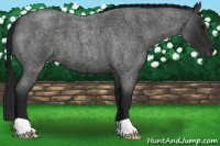 Horse Color:Gray Blue Roan 