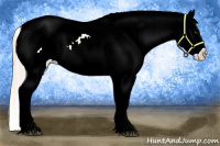 Horse Color:White Spotted Palomino Sabino Appaloosa Rabicano 