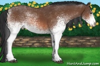 Horse Color:White Spotted Bay 