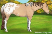 Horse Color:Amber Champagne Tobiano Appaloosa 
