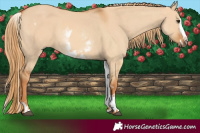 Horse Color:White Spotted Red Dun Rabicano and White Spotted Red Dun Splash Rabicano