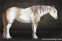 Horse Color:White Spotted Red Dun Rabicano and Gray White Spotted Red Dun Rabicano