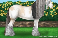 Horse Color:White Spotted Bay Dun Rabicano  and White Spotted Amber Champagne Dun Rabicano 