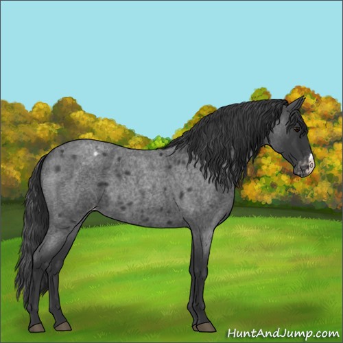 Horse Color:Blue Roan Blanket