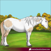 Horse Color:White Spotted Red Dun Rabicano and White Spotted Red Dun Rabicano