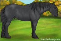 Horse Color:Blue Roan Rabicano 