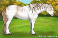 Horse Color:White Spotted Red Dun Rabicano and White Spotted Red Dun Frame Rabicano