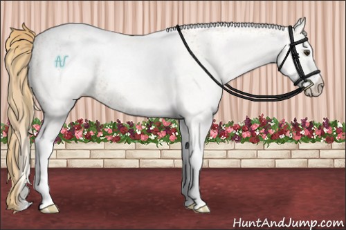 Horse Color:White Spotted Red Dun Rabicano  and White Spotted Red Dun Rabicano 