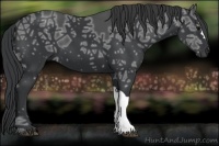 Horse Color:Black Ice 