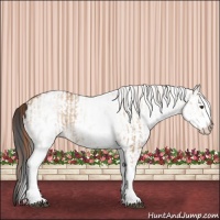 Horse Color:White Spotted Red Dun Rabicano and White Spotted Bay Dun Rabicano