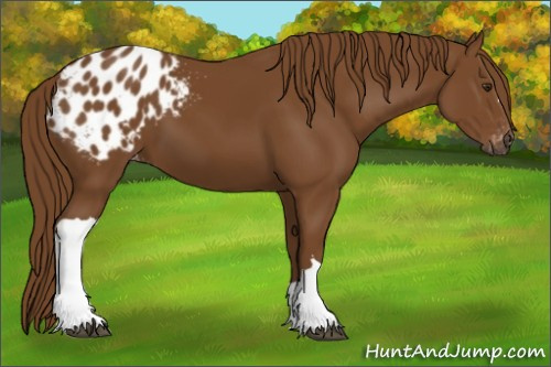 Horse Color:Gray Chestnut Appaloosa