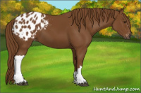 Horse Color:Gray Chestnut Blanket 