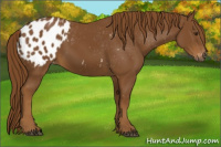 Horse Color:Gray Chestnut Appaloosa 
