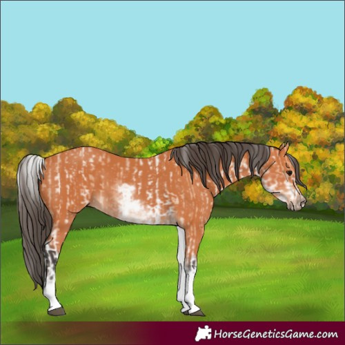 Horse Color:White Spotted Bay Dun Rabicano  and White Spotted Bay Rabicano 