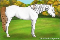 Horse Color:White Spotted Red Dun Rabicano and White Spotted Red Dun Rabicano